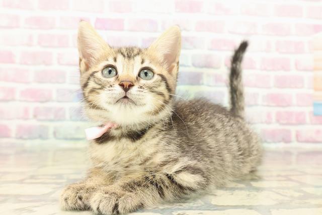 埼玉県のジェネッタ (Coo&RIKU草加バイパス店/2025年10月10日生まれ/女の子/ブラウンスポットタビー)の子猫の2枚目の画像