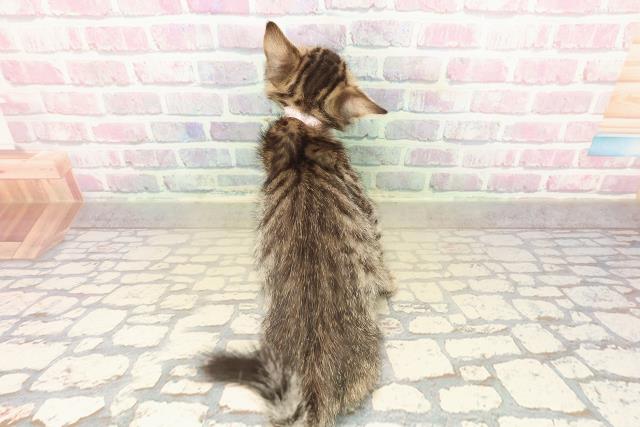 埼玉県のジェネッタ (Coo&RIKU草加バイパス店/2025年10月10日生まれ/女の子/ブラウンスポットタビー)の子猫の4枚目の画像