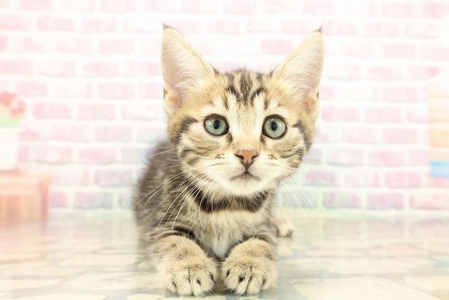 栃木県のジェネッタ (Coo&RIKU足利店/2025年10月10日生まれ/女の子/ブラウンタビー)の子猫の1枚目の画像