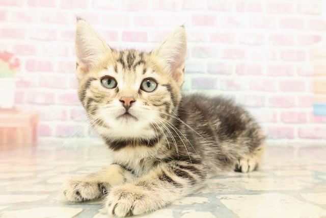 栃木県のジェネッタ (Coo&RIKU足利店/2025年10月10日生まれ/女の子/ブラウンタビー)の子猫の2枚目の画像