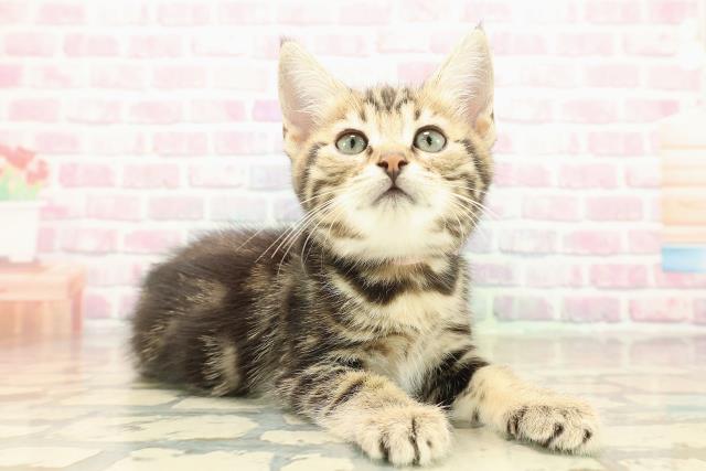 栃木県のジェネッタ (Coo&RIKU足利店/2025年10月10日生まれ/女の子/ブラウンタビー)の子猫の3枚目の画像