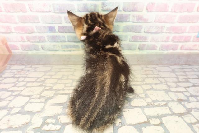 栃木県のジェネッタ (Coo&RIKU足利店/2025年10月10日生まれ/女の子/ブラウンタビー)の子猫の4枚目の画像