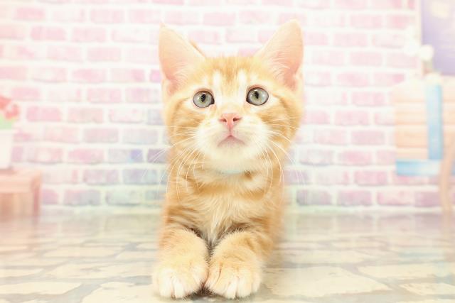 群馬県のジェネッタ (Coo&RIKU藤岡店/2025年10月10日生まれ/男の子/レッドタビー)の子猫の1枚目の画像