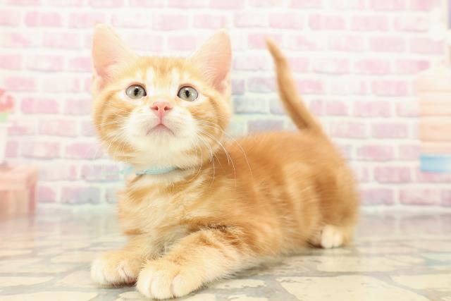 群馬県のジェネッタ (Coo&RIKU藤岡店/2025年10月10日生まれ/男の子/レッドタビー)の子猫の2枚目の画像