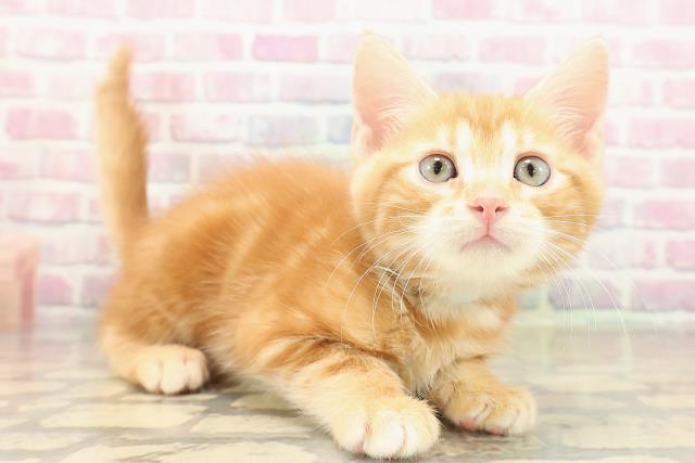 群馬県のジェネッタ (Coo&RIKU藤岡店/2025年10月10日生まれ/男の子/レッドタビー)の子猫の3枚目の画像