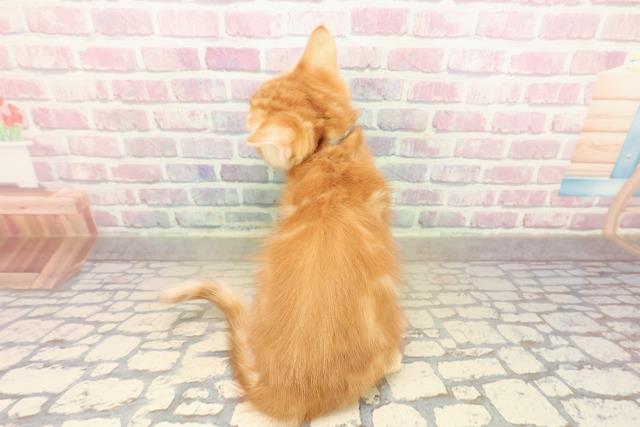 群馬県のジェネッタ (Coo&RIKU藤岡店/2025年10月10日生まれ/男の子/レッドタビー)の子猫の4枚目の画像