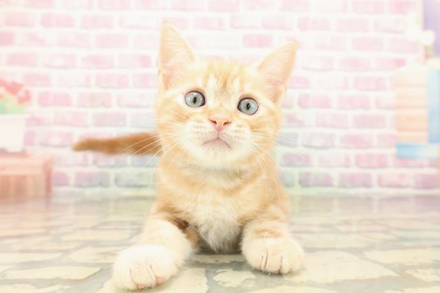 アメリカンショートヘアー