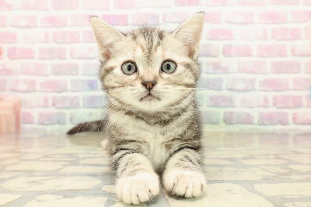 青森県のアメリカンショートヘアー (Coo&RIKU青森店/2025年10月11日生まれ/女の子/シルバーパッチドタビー)の子猫の1枚目の画像