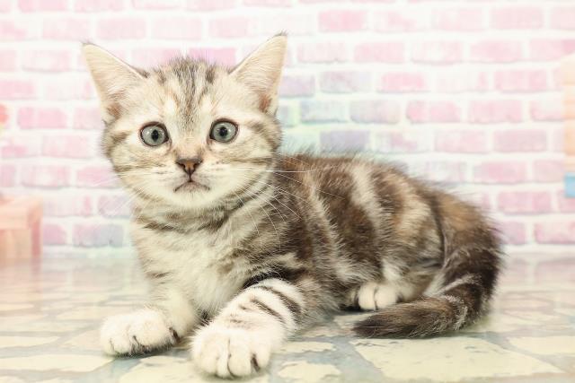 青森県のアメリカンショートヘアー (Coo&RIKU青森店/2025年10月11日生まれ/女の子/シルバーパッチドタビー)の子猫の2枚目の画像