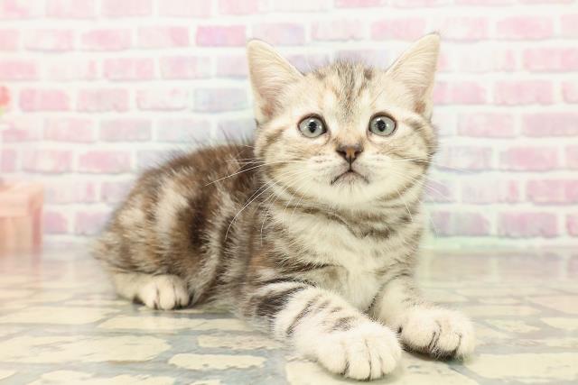 青森県のアメリカンショートヘアー (Coo&RIKU青森店/2025年10月11日生まれ/女の子/シルバーパッチドタビー)の子猫の3枚目の画像