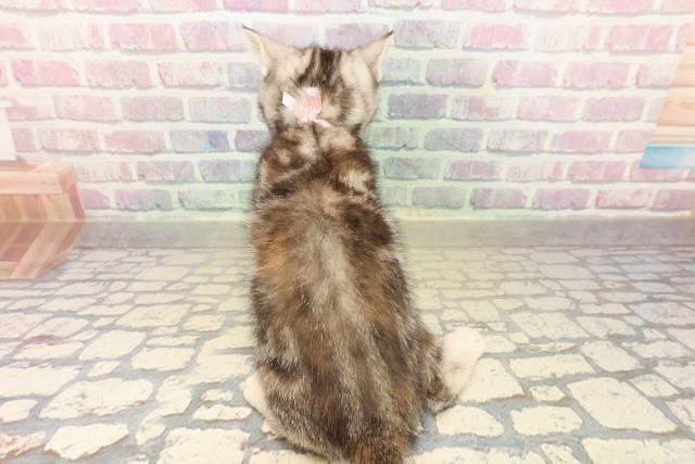 青森県のアメリカンショートヘアー (Coo&RIKU青森店/2025年10月11日生まれ/女の子/シルバーパッチドタビー)の子猫の4枚目の画像