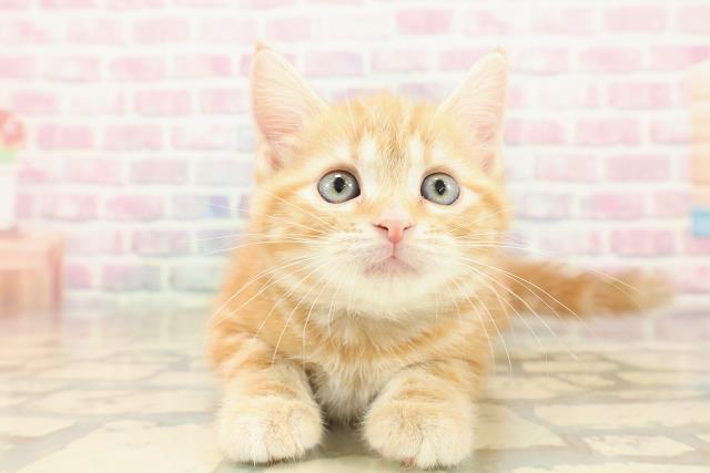 宮城県のアメリカンショートヘアー (Coo&RIKU石巻店/2025年10月11日生まれ/女の子/レッドタビー)の子猫の1枚目の画像