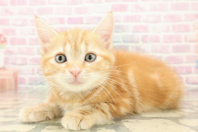 宮城県のアメリカンショートヘアー (Coo&RIKU石巻店/2025年10月11日生まれ/女の子/レッドタビー)の子猫の2枚目の画像