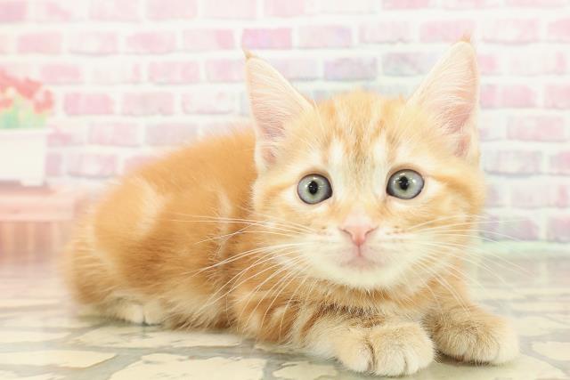 宮城県のアメリカンショートヘアー (Coo&RIKU石巻店/2025年10月11日生まれ/女の子/レッドタビー)の子猫の3枚目の画像