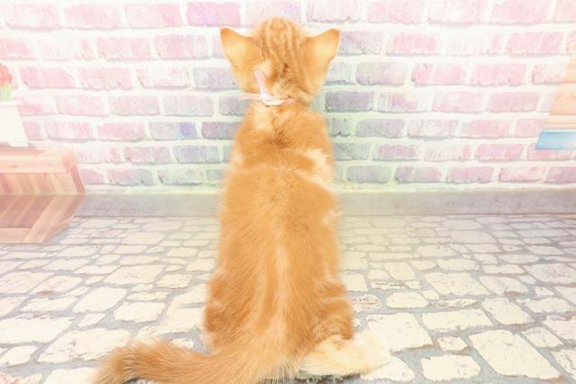 宮城県のアメリカンショートヘアー (Coo&RIKU石巻店/2025年10月11日生まれ/女の子/レッドタビー)の子猫の4枚目の画像