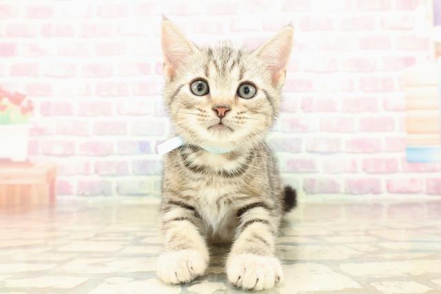 山形県のアメリカンショートヘアー (Coo&RIKU山形店/2025年10月11日生まれ/男の子/シルバータビー)の子猫の1枚目の画像