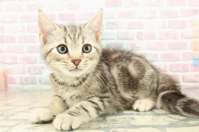 山形県のアメリカンショートヘアー (Coo&RIKU山形店/2025年10月11日生まれ/男の子/シルバータビー)の子猫の2枚目の画像