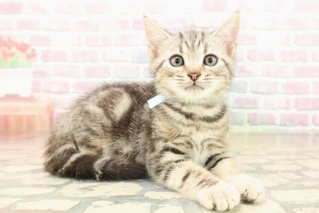 山形県のアメリカンショートヘアー (Coo&RIKU山形店/2025年10月11日生まれ/男の子/シルバータビー)の子猫の3枚目の画像