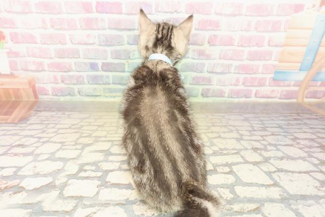 山形県のアメリカンショートヘアー (Coo&RIKU山形店/2025年10月11日生まれ/男の子/シルバータビー)の子猫の4枚目の画像