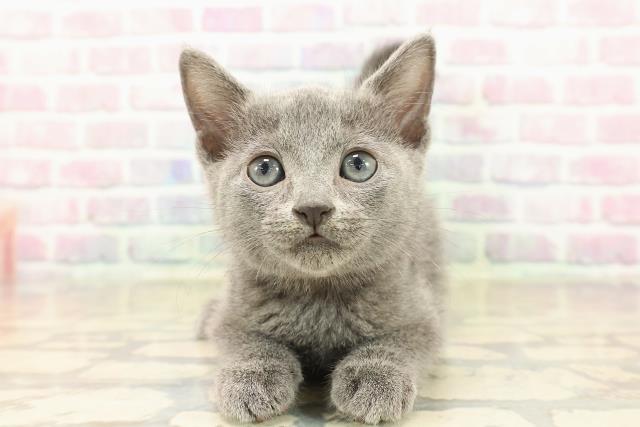 石川県のロシアンブルー (Coo&RIKUイオン野々市南店/2025年10月12日生まれ/女の子/ブルー)の子猫の1枚目の画像