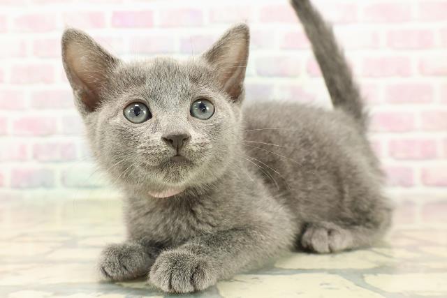 石川県のロシアンブルー (Coo&RIKUイオン野々市南店/2025年10月12日生まれ/女の子/ブルー)の子猫の2枚目の画像