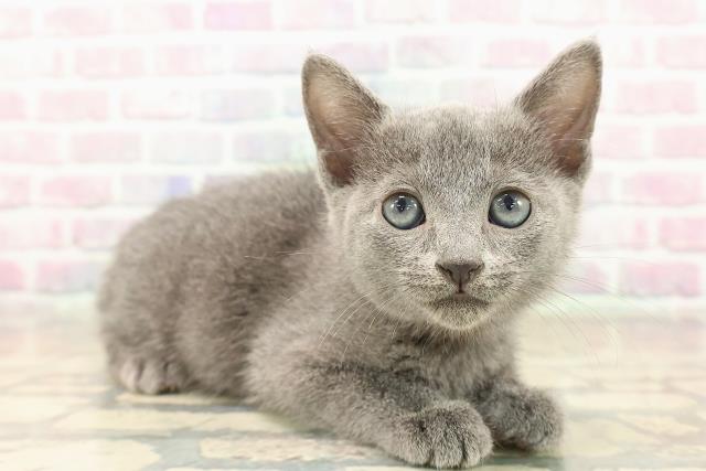 石川県のロシアンブルー (Coo&RIKUイオン野々市南店/2025年10月12日生まれ/女の子/ブルー)の子猫の3枚目の画像