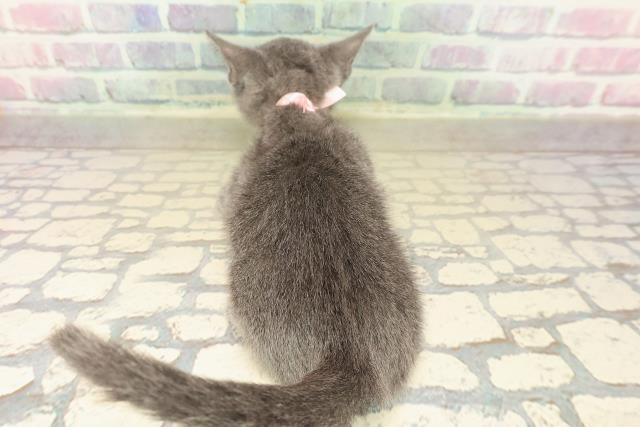 石川県のロシアンブルー (Coo&RIKUイオン野々市南店/2025年10月12日生まれ/女の子/ブルー)の子猫の4枚目の画像