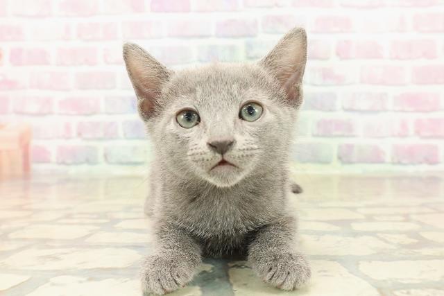 福井県のロシアンブルー (Coo&RIKU福井店/2025年10月12日生まれ/男の子/ブルー)の子猫の1枚目の画像