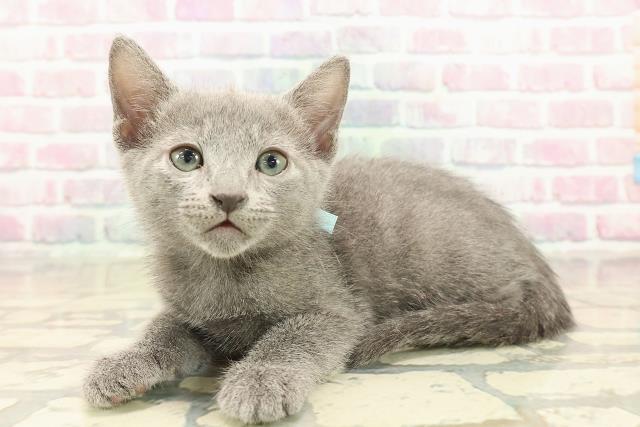 福井県のロシアンブルー (Coo&RIKU福井店/2025年10月12日生まれ/男の子/ブルー)の子猫の2枚目の画像