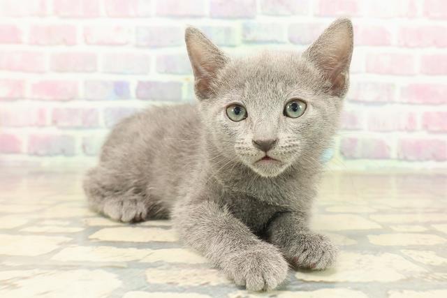 福井県のロシアンブルー (Coo&RIKU福井店/2025年10月12日生まれ/男の子/ブルー)の子猫の3枚目の画像