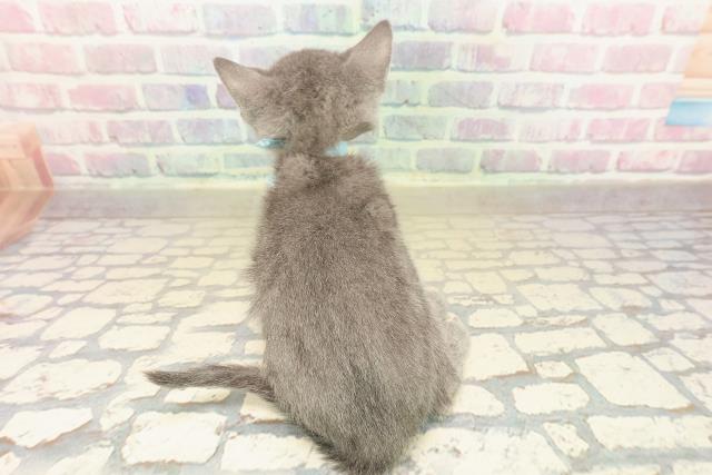 福井県のロシアンブルー (Coo&RIKU福井店/2025年10月12日生まれ/男の子/ブルー)の子猫の4枚目の画像