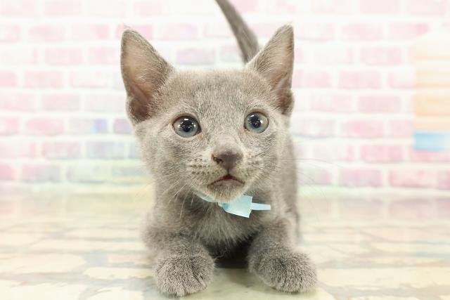 千葉県のロシアンブルー (Coo&RIKUフレスポ稲毛店/2025年10月12日生まれ/男の子/ブルー)の子猫