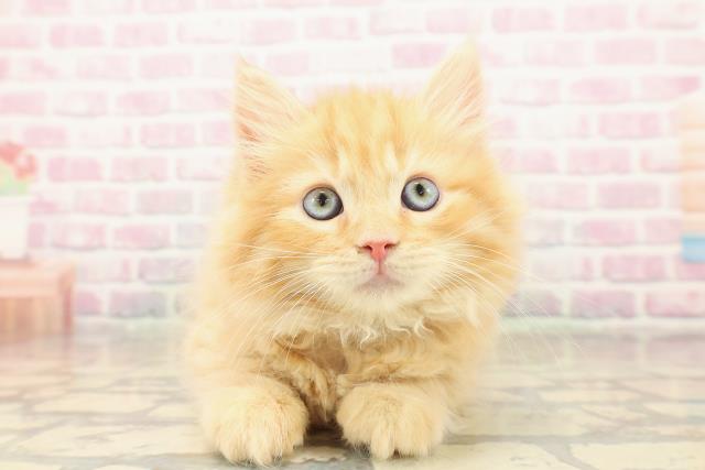 東京都のラガマフィン (Coo&RIKU府中店/2025年10月12日生まれ/男の子/レッドタビー)の子猫