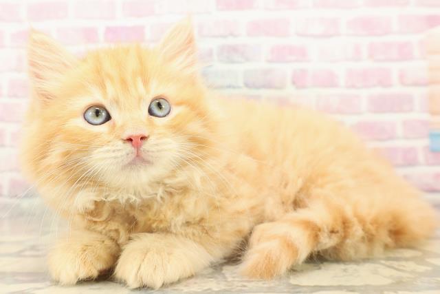 東京都のラガマフィン (Coo&RIKU府中店/2025年10月12日生まれ/男の子/レッドタビー)の子猫の2枚目の画像