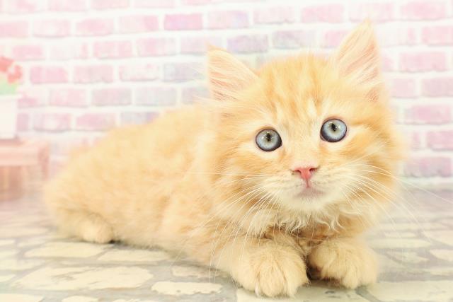 東京都のラガマフィン (Coo&RIKU府中店/2025年10月12日生まれ/男の子/レッドタビー)の子猫の3枚目の画像