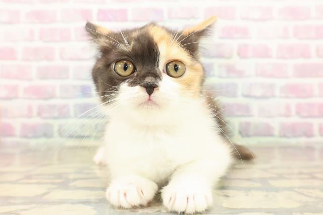 宮城県のスコティッシュフォールド (Coo&RIKU石巻店/2025年9月23日生まれ/女の子/キャリコ)の子猫