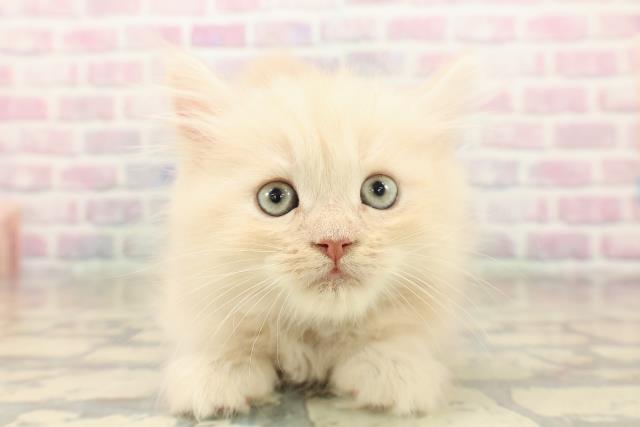 群馬県のラガマフィン (Coo&RIKU前橋店/2025年10月12日生まれ/男の子/クリームタビー)の子猫