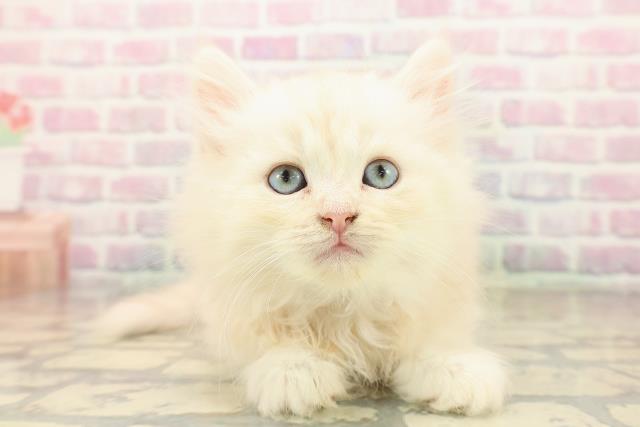 栃木県のラガマフィン (Coo&RIKU足利店/2025年10月12日生まれ/男の子/クリームタビー)の子猫の1枚目の画像