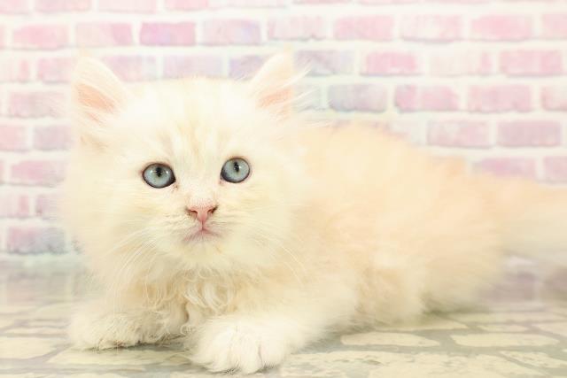 栃木県のラガマフィン (Coo&RIKU足利店/2025年10月12日生まれ/男の子/クリームタビー)の子猫の2枚目の画像