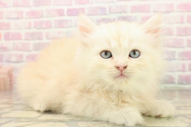 栃木県のラガマフィン (Coo&RIKU足利店/2025年10月12日生まれ/男の子/クリームタビー)の子猫の3枚目の画像