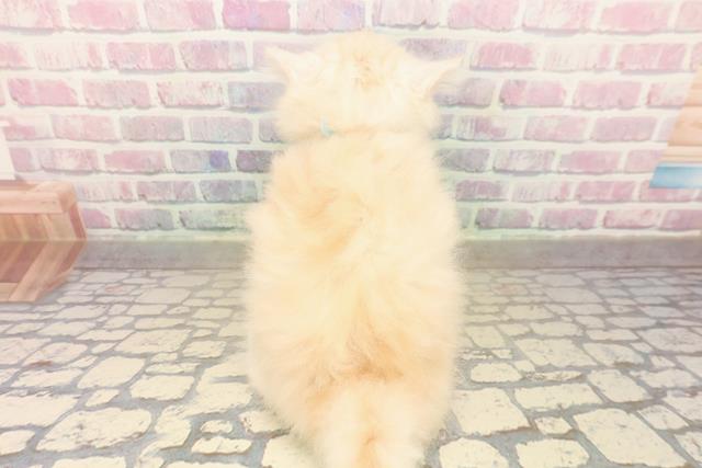 栃木県のラガマフィン (Coo&RIKU足利店/2025年10月12日生まれ/男の子/クリームタビー)の子猫の4枚目の画像