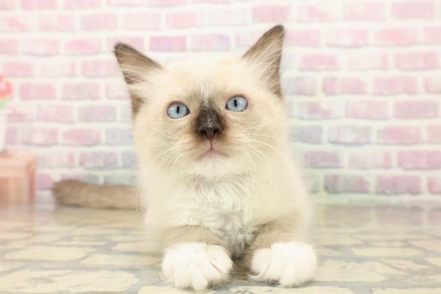 宮城県のラグドール (Coo&RIKU石巻店/2025年10月12日生まれ/男の子/シールポイントミテッド)の子猫の1枚目の画像