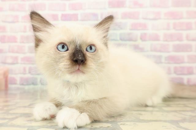 宮城県のラグドール (Coo&RIKU石巻店/2025年10月12日生まれ/男の子/シールポイントミテッド)の子猫の2枚目の画像