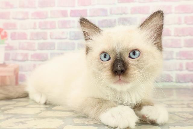 宮城県のラグドール (Coo&RIKU石巻店/2025年10月12日生まれ/男の子/シールポイントミテッド)の子猫の3枚目の画像