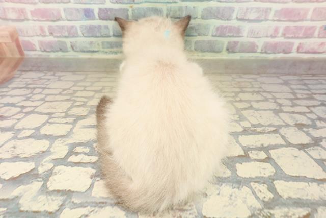 宮城県のラグドール (Coo&RIKU石巻店/2025年10月12日生まれ/男の子/シールポイントミテッド)の子猫の4枚目の画像