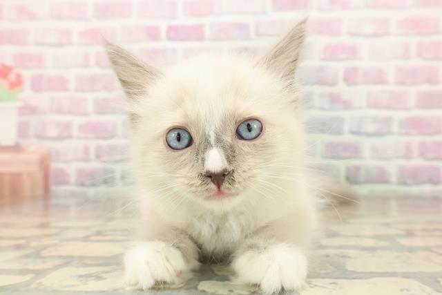 埼玉県のラグドール (Coo&RIKUアニマルケアセンター大宮/2025年10月12日生まれ/男の子/ブルーポイントミテッド)の子猫