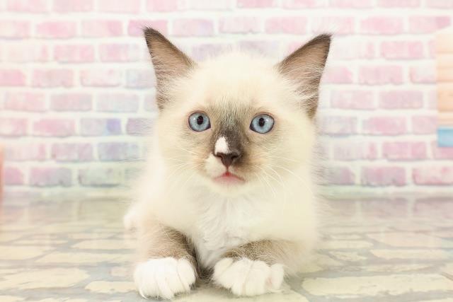 山形県のラグドール (Coo&RIKU山形店/2025年10月12日生まれ/男の子/シールポイントミテッド)の子猫の1枚目の画像