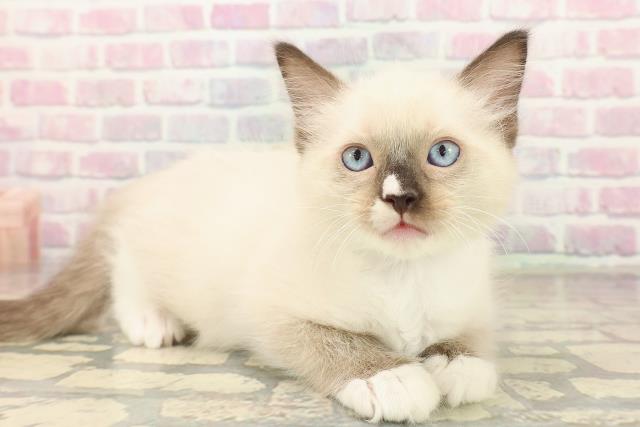 山形県のラグドール (Coo&RIKU山形店/2025年10月12日生まれ/男の子/シールポイントミテッド)の子猫の3枚目の画像