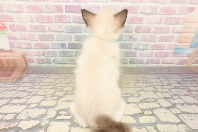 山形県のラグドール (Coo&RIKU山形店/2025年10月12日生まれ/男の子/シールポイントミテッド)の子猫の4枚目の画像