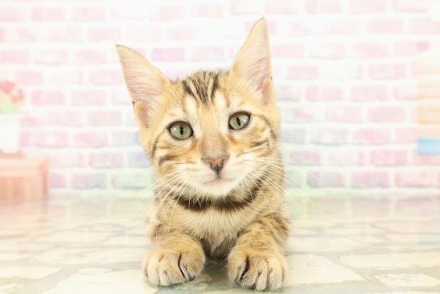 青森県のベンガル (Coo&RIKU青森店/2025年9月26日生まれ/男の子/ブラウンスポットタビー)の子猫の1枚目の画像